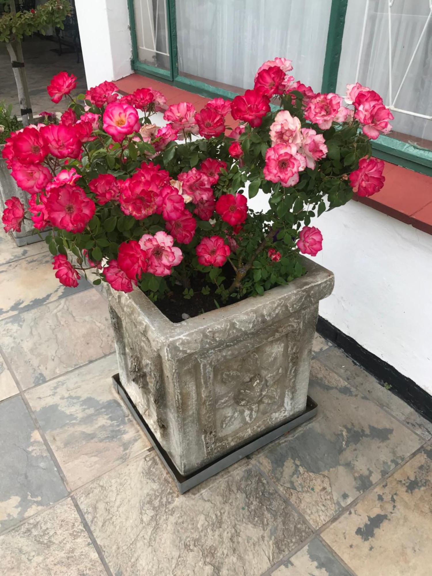 Colesview Guest House 콜스버그 외부 사진